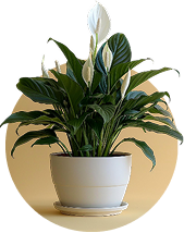 Indoor Plants