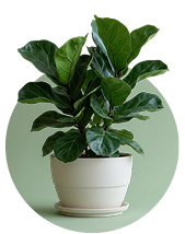 Outdoor Plants