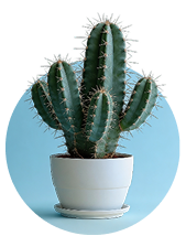Succulents