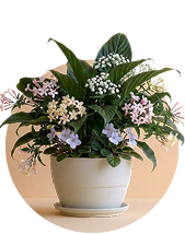 Flowering Plants