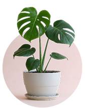 Planters & Pots