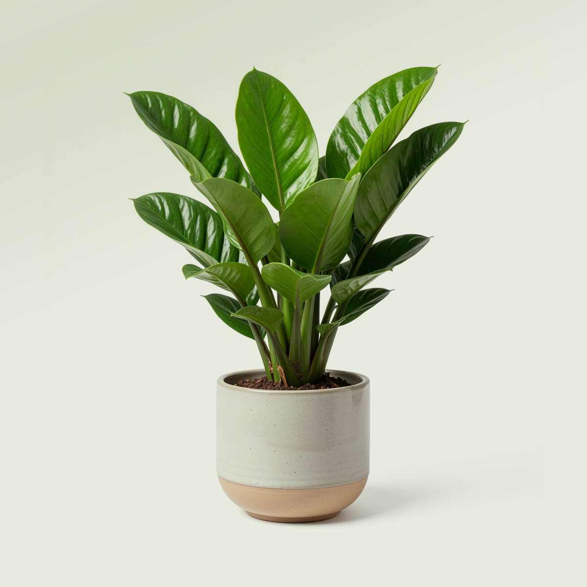 Fiddle Leaf Fig Tree