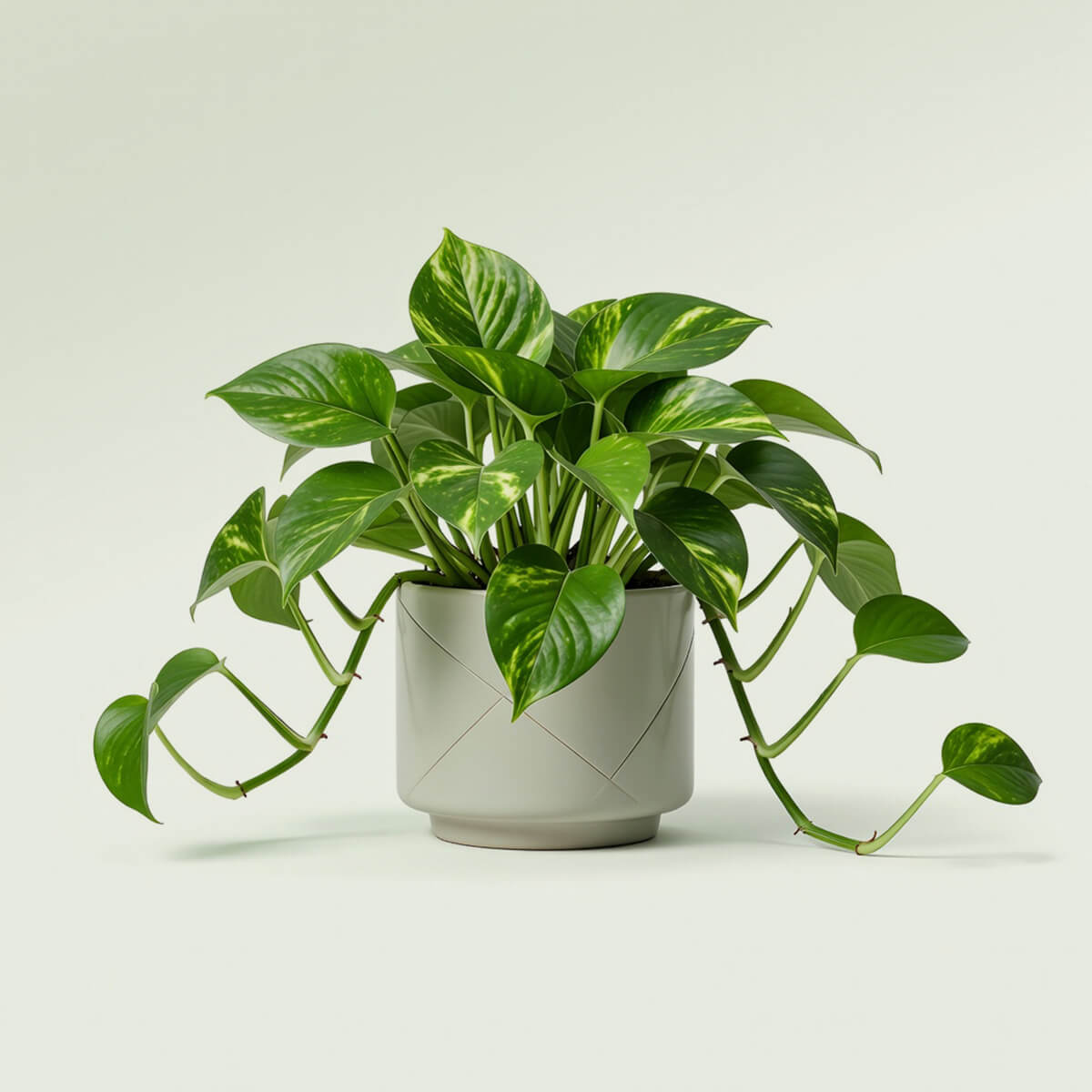 Snake Plant