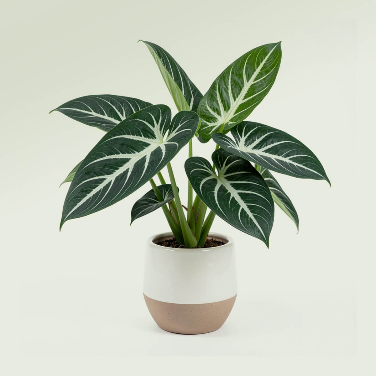 Ceramic Planter Pot