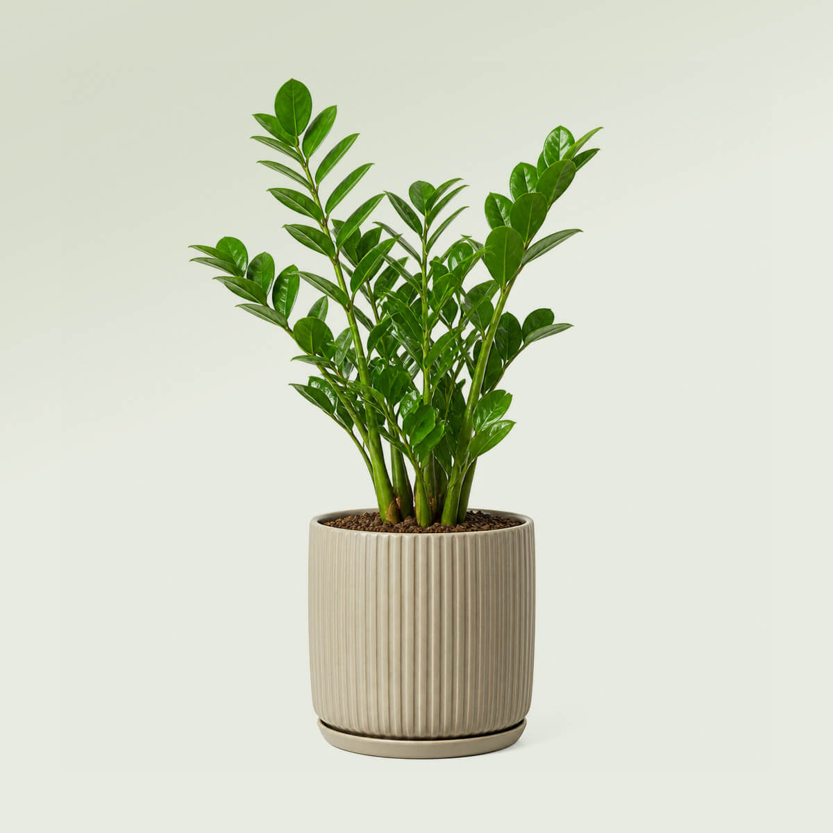 Deliciosa Indoor Plant